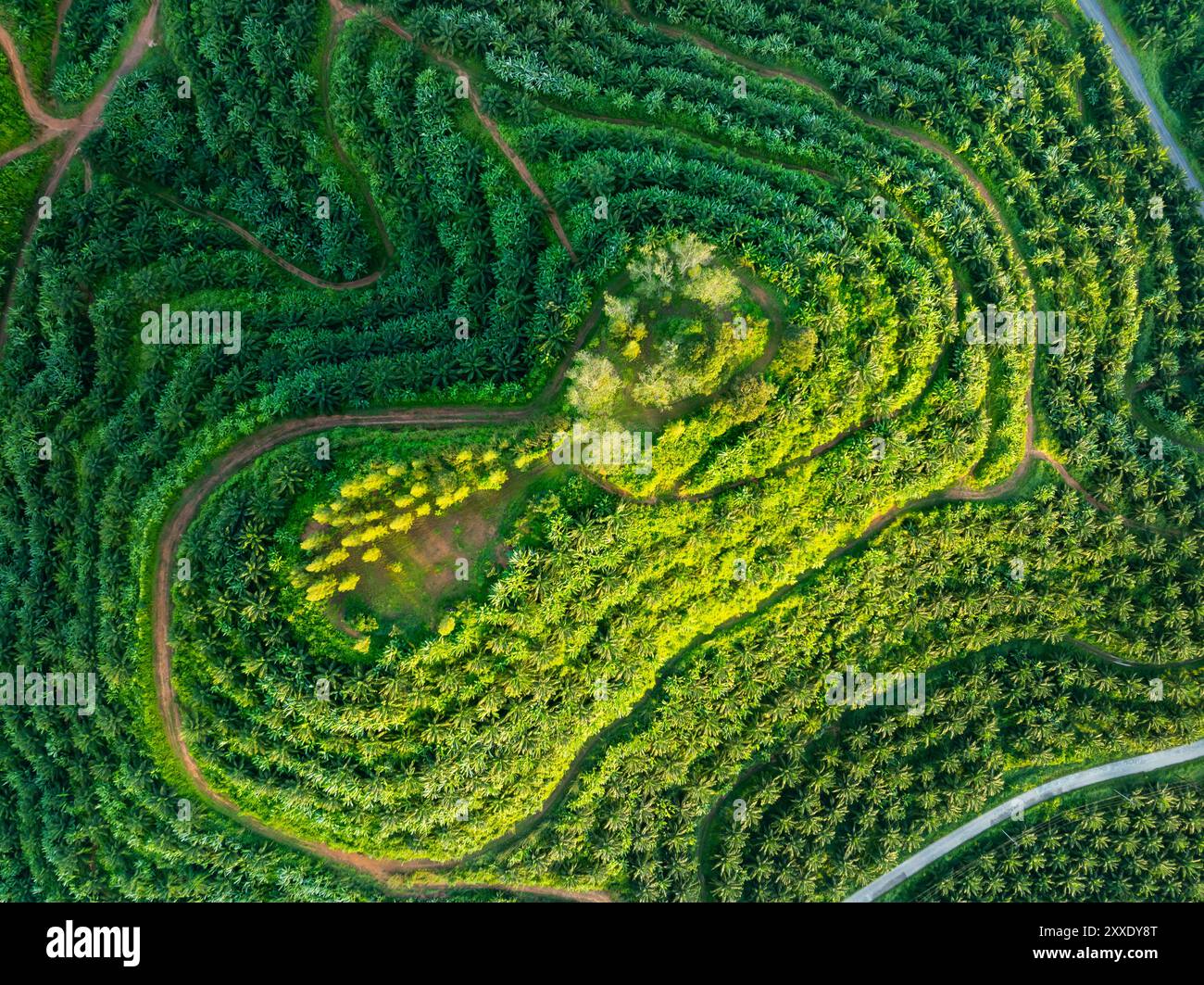 Green background of Aerial view drone shot Forest trees nature ...
