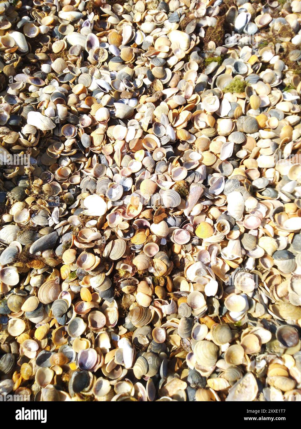 Seashells on the beach. Beach shell summer background. Stock Photo