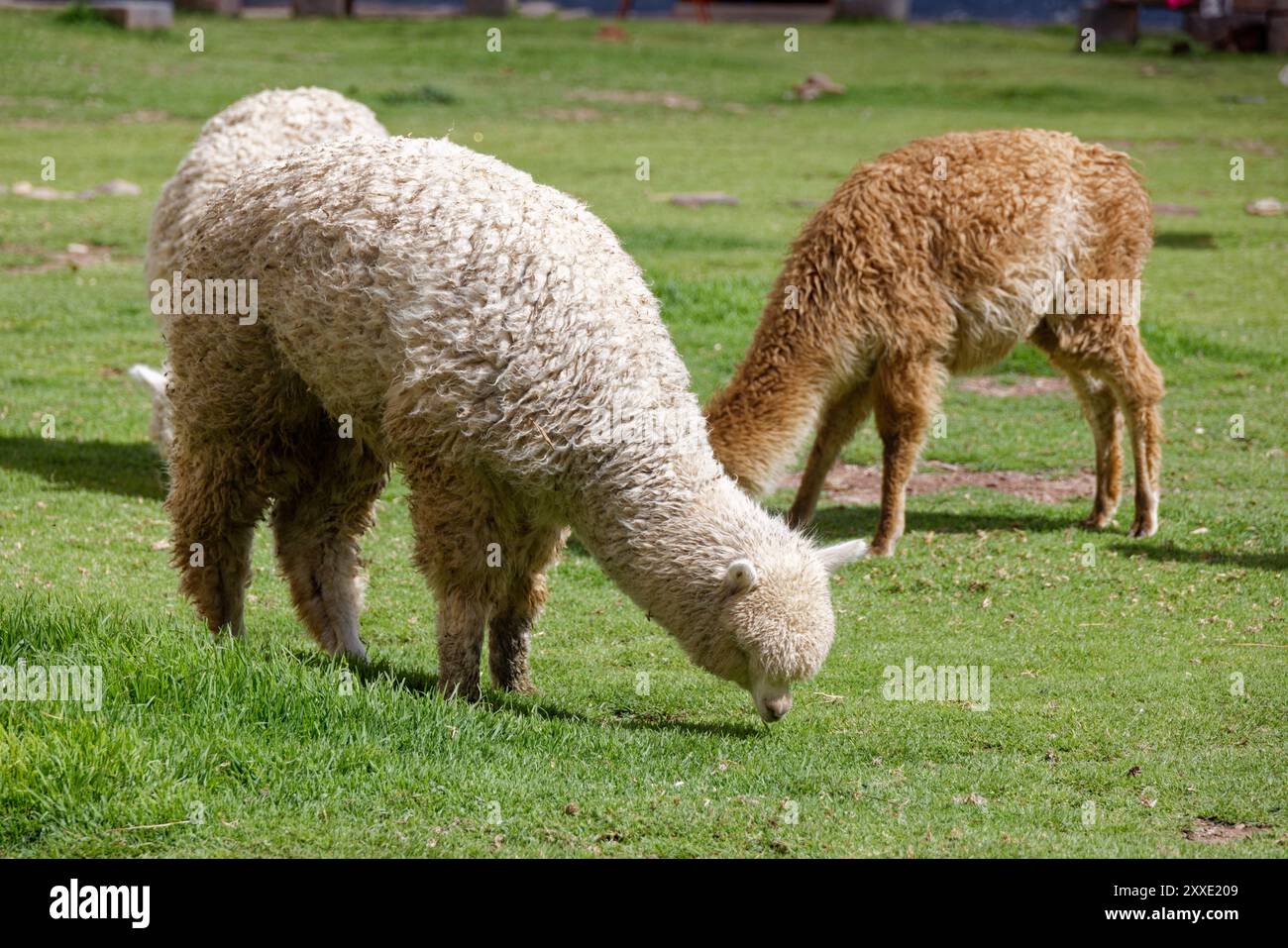 Peru llamas colour hi-res stock photography and images - Alamy