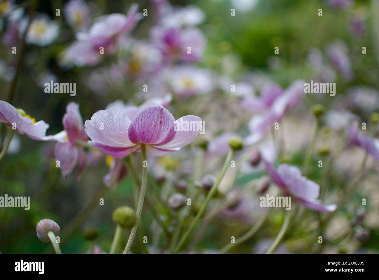 Joyful nature hi-res stock photography and images - Alamy
