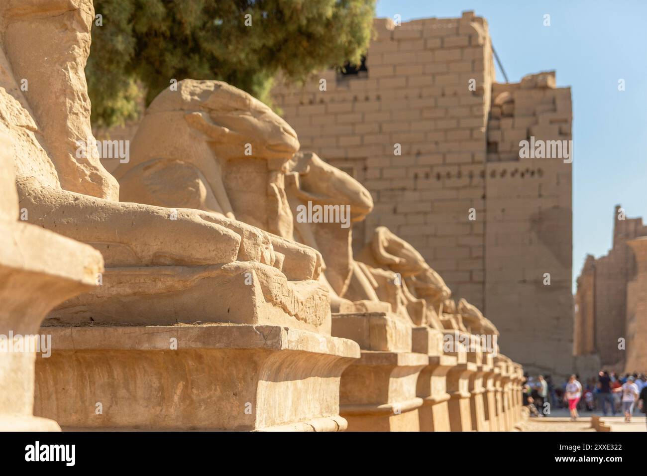 These majestic sphinxes stand as eternal guardians along the Avenue of the Sphinxes, connecting the temples of Karnak and Luxor. Their watchful gaze. Stock Photo