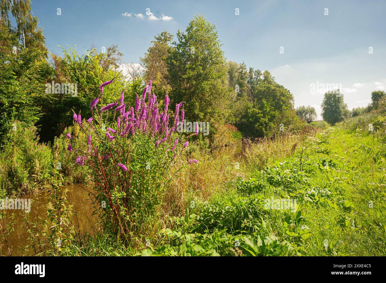 Watery area hi-res stock photography and images - Alamy