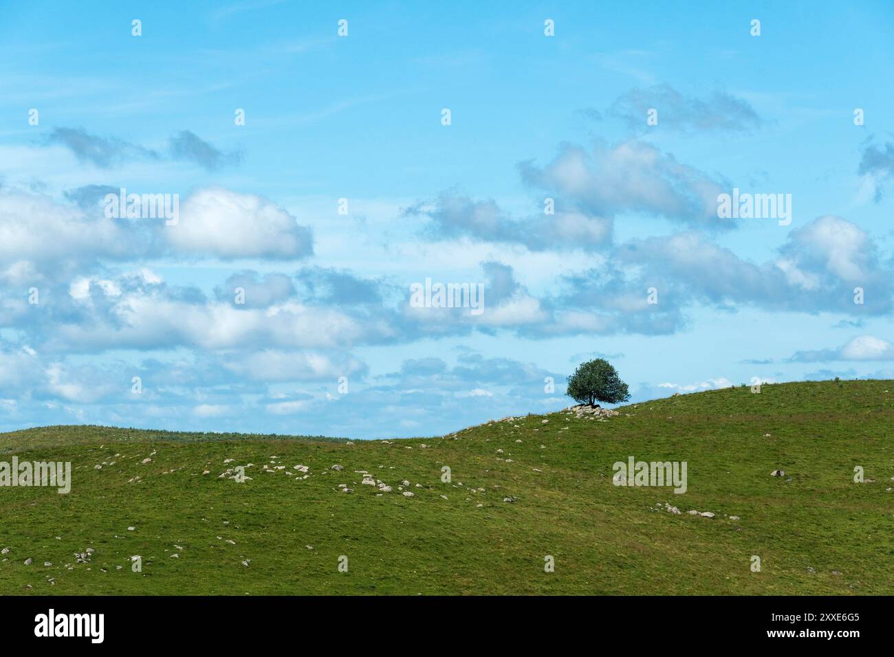 A solitary tree stands on a grassy hill under a bright blue sky with scattered clouds during a sunny afternoon. Auvergne. France Stock Photo