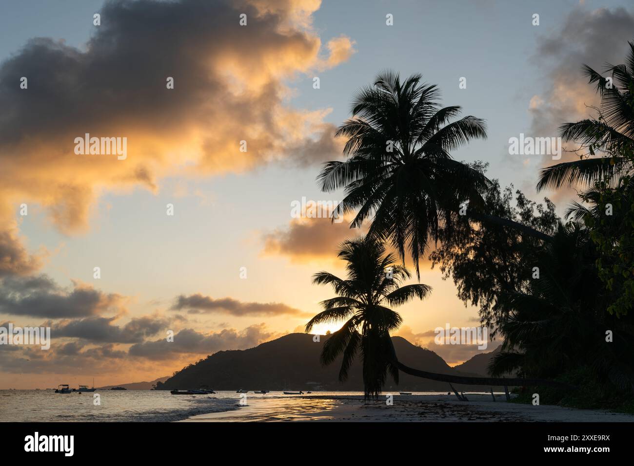 Silhouette of a palm tree on the beach hi-res stock photography and ...