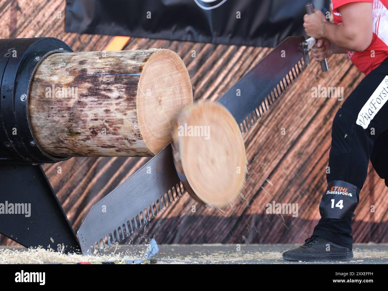 Klingenthal, Germany. 24th Aug, 2024. An athlete saws a tree trunk in ...