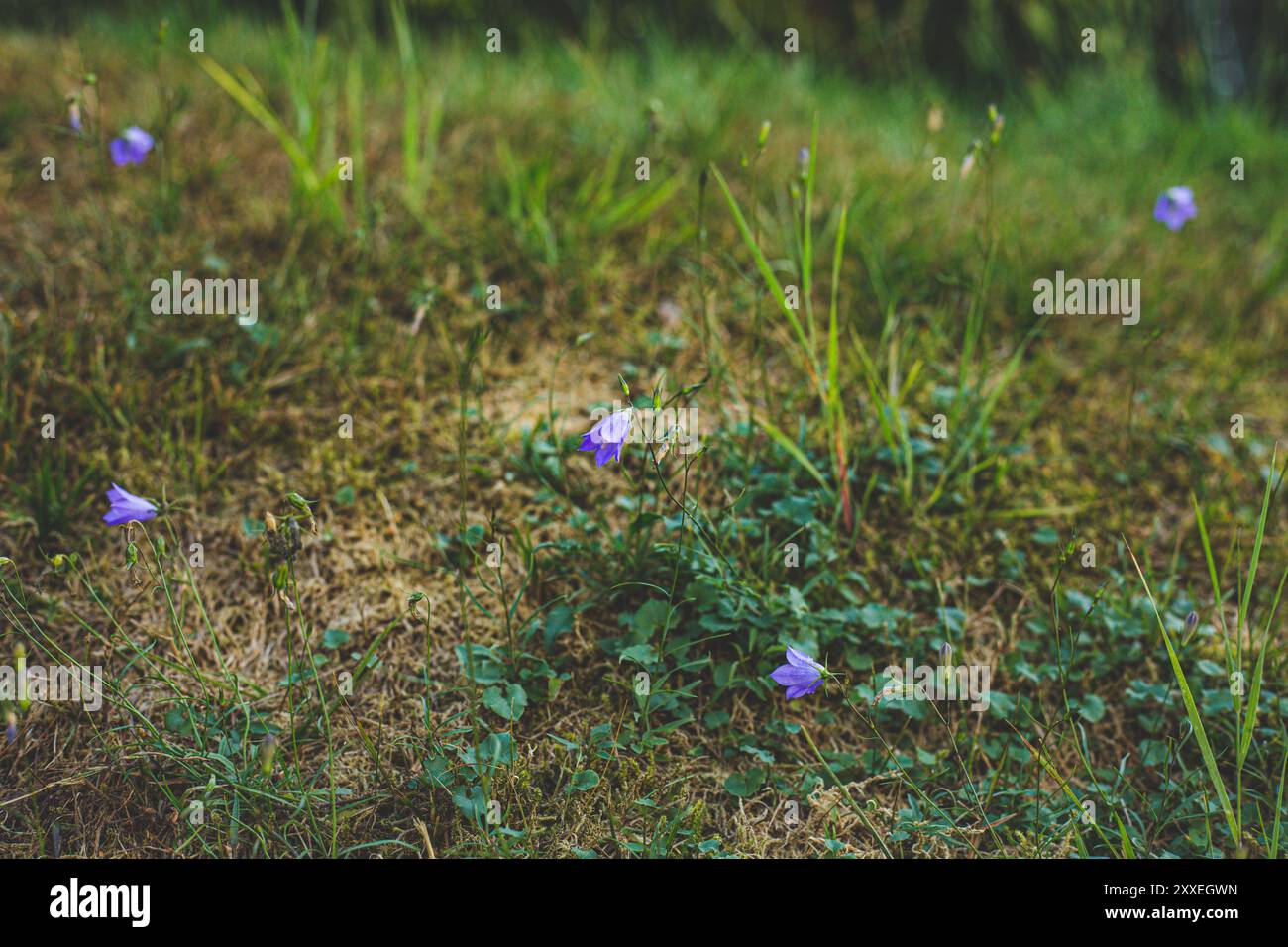 Bluebells growing on the ground Stock Photo