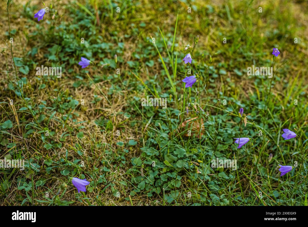 Bluebells growing on the ground Stock Photo