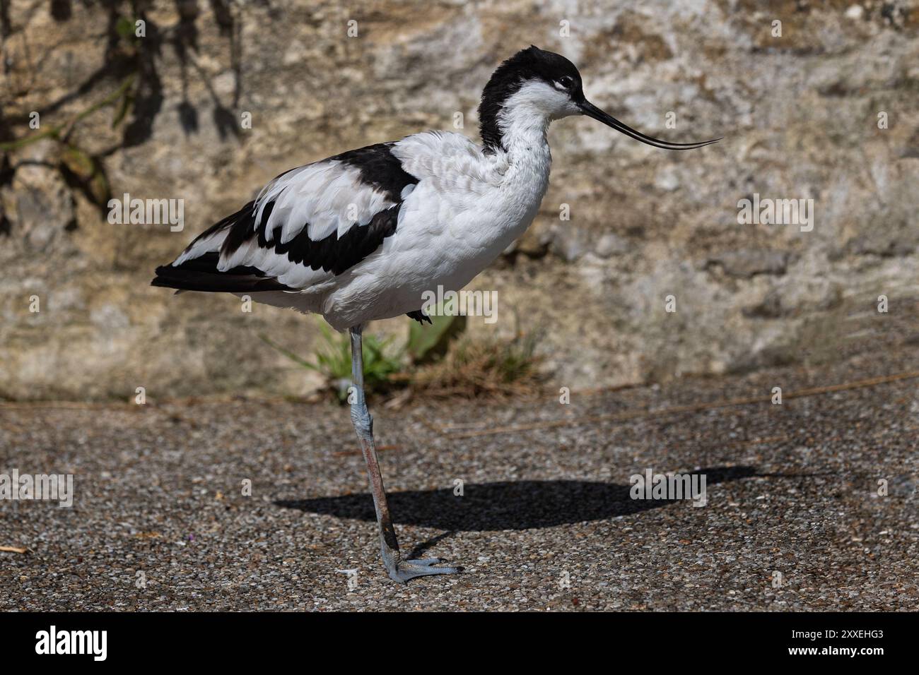Pied avocet, wading bird, standing on a path in West Sussex, UK, summer 2024 Stock Photo
