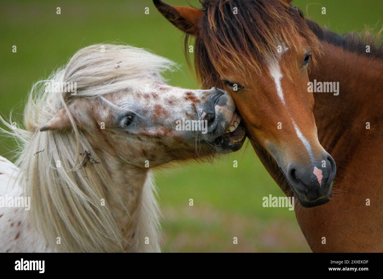 Two horses in The new Forest Hampshire England look as though to be kissing in a funny cute image. Stock Photo