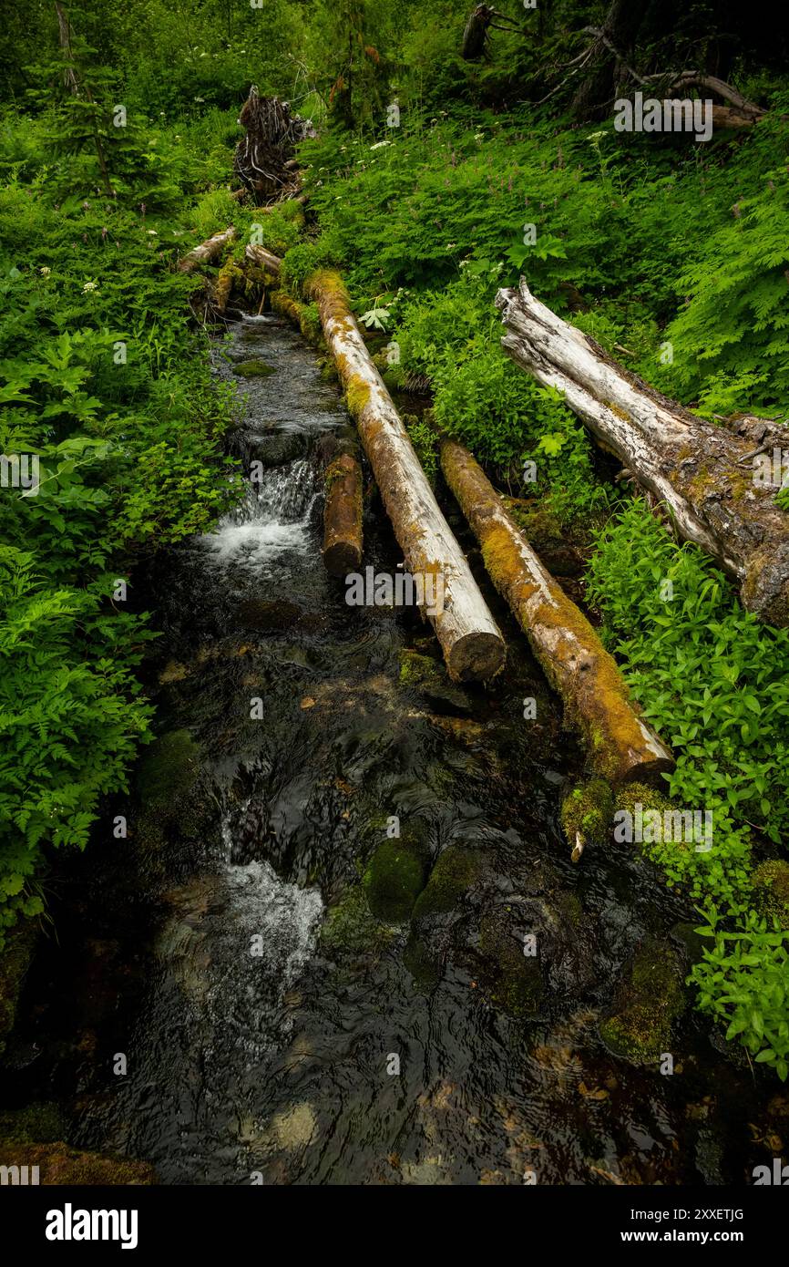 Small Stream Drops Through Green Forest On The Way To Skagit River in North Cascades National Park Stock Photo