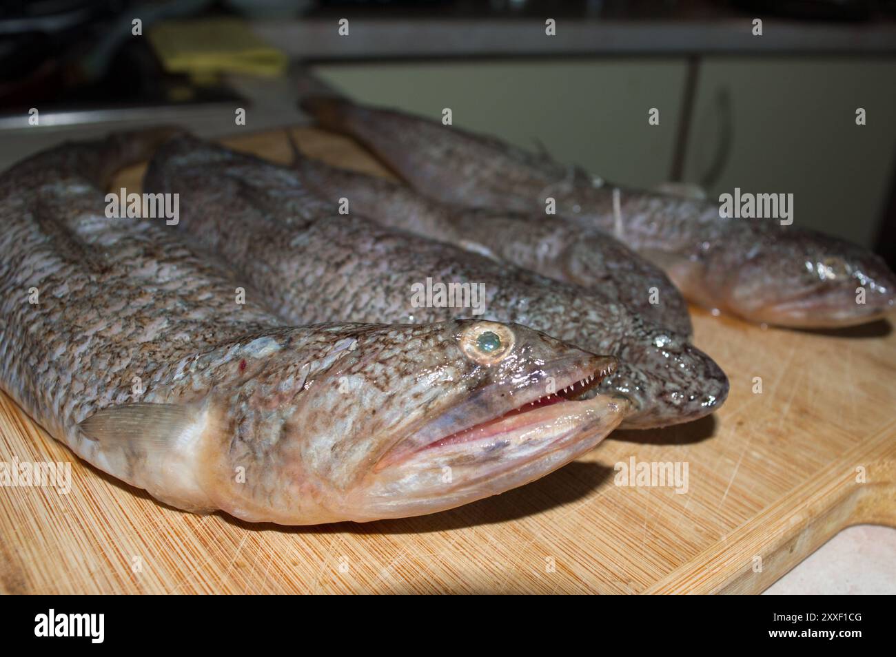 Raw sea fish Atlantic lizardfish, Synodus saurus, from Adriatic sea Stock Photo