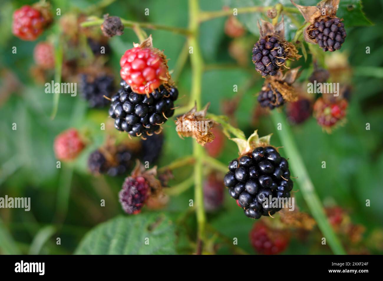 Ripe, unripe and dried out blackberries on a shrub Stock Photo