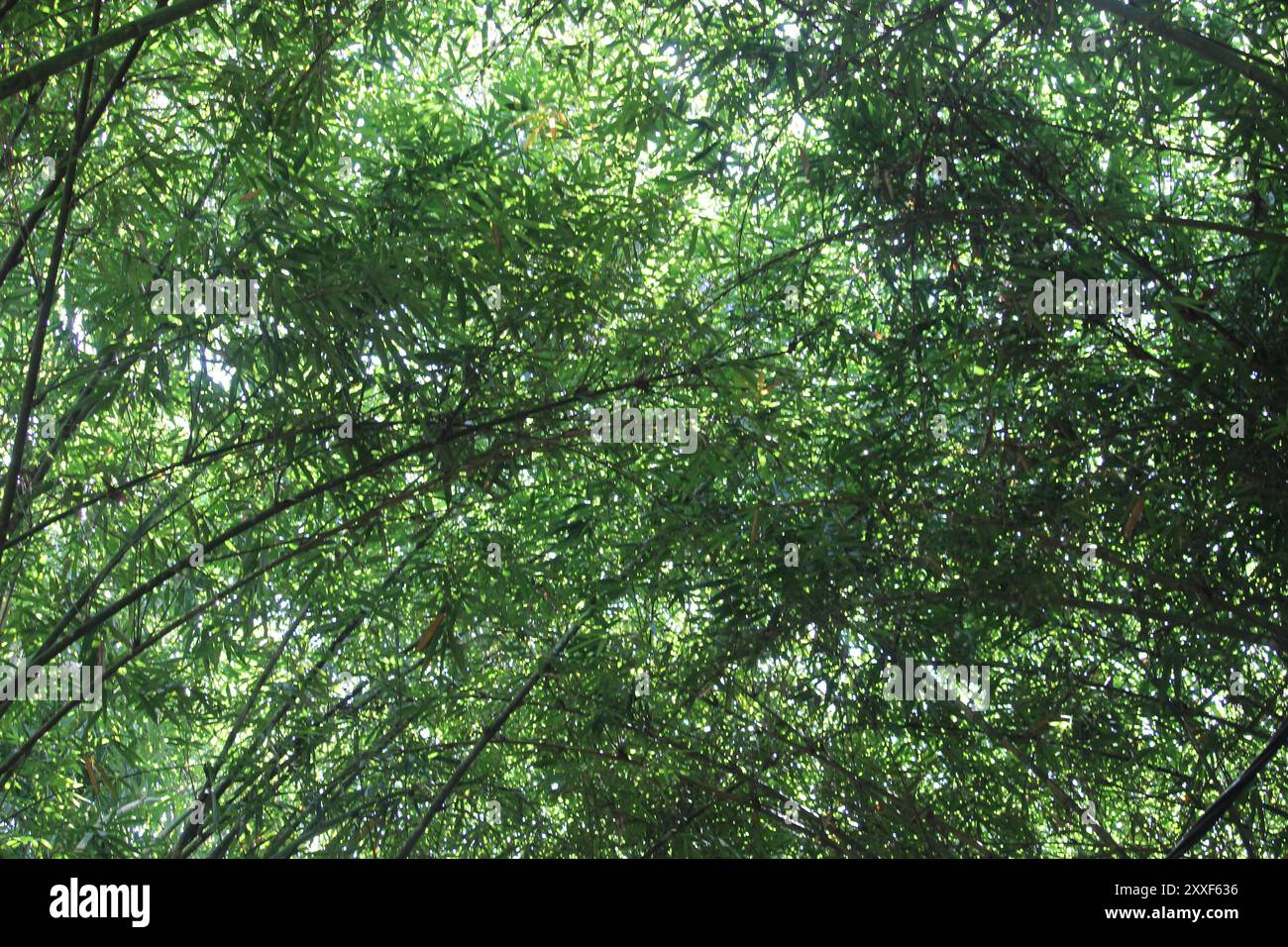 bamboo forest leaves seen from below Stock Photo