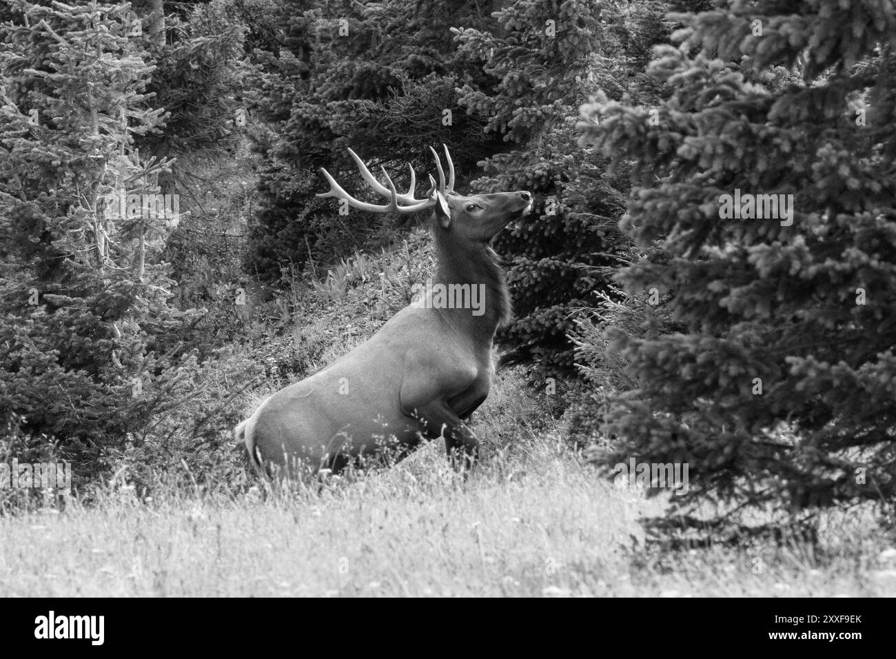 Rocky mountains Black and White Stock Photos & Images - Alamy