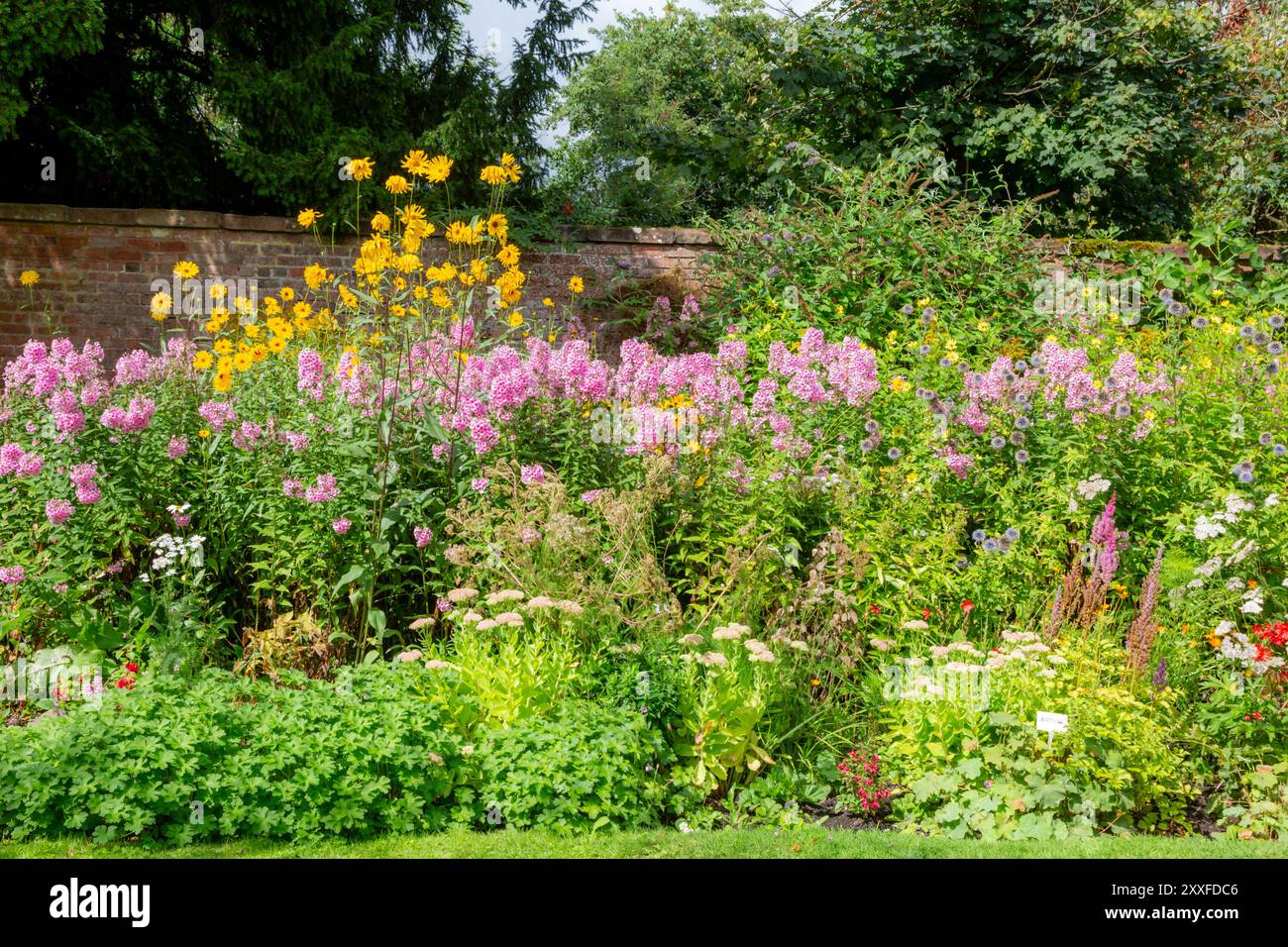 Healthy organic flower border in a garden, UK. 2024 Stock Photo