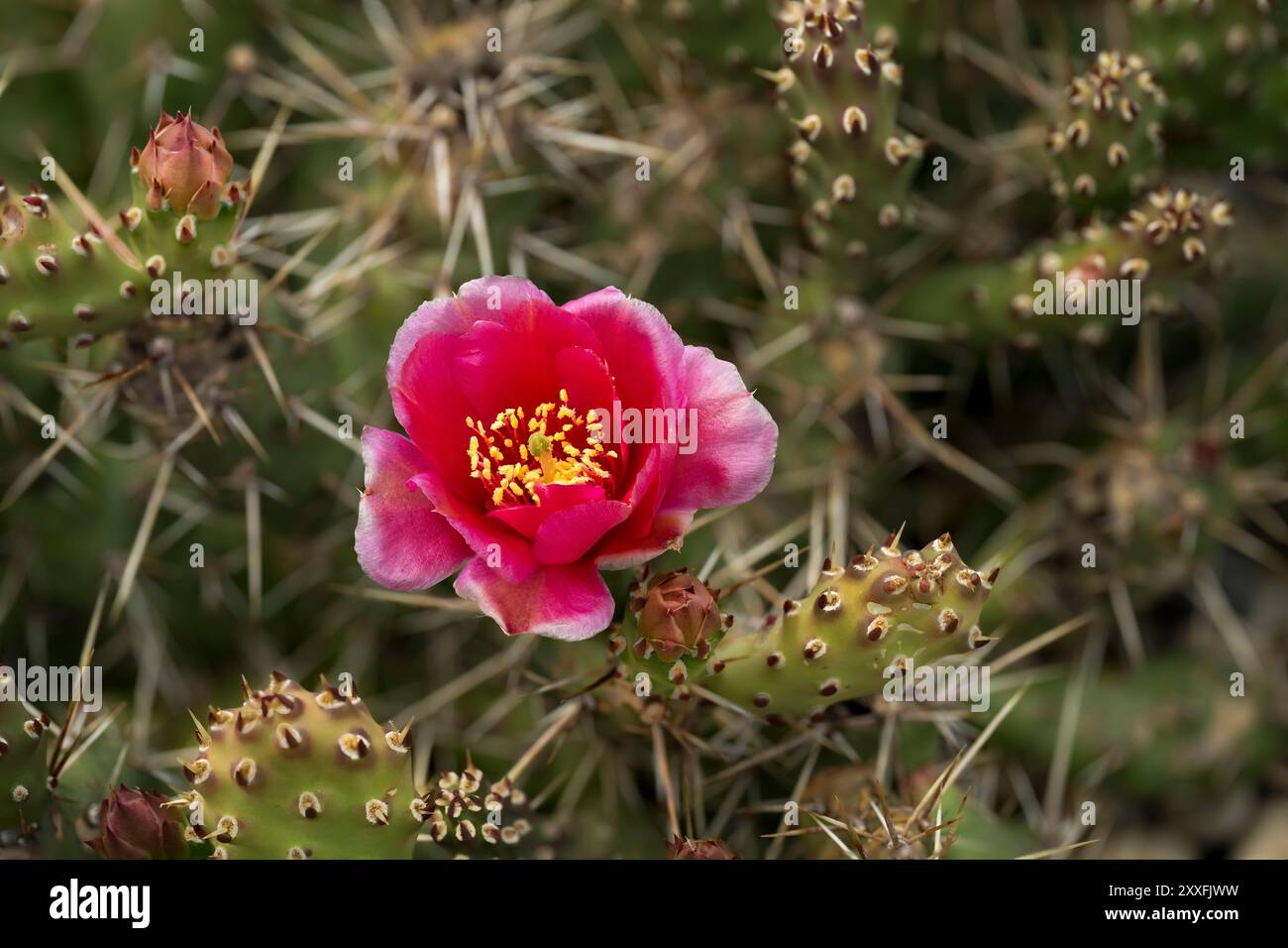 bee flower seeds Save the Bees Flower Mix