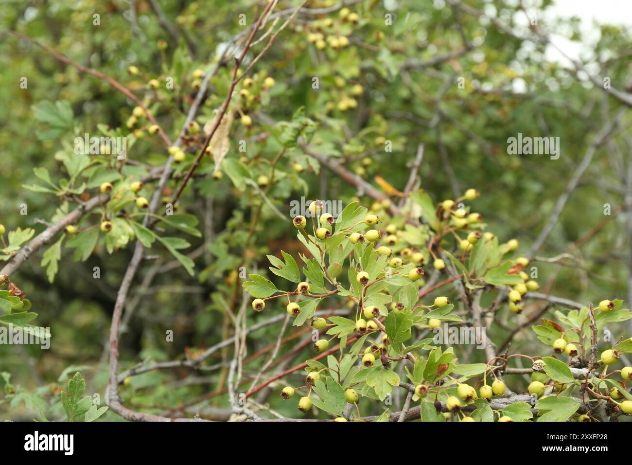Beautiful tree with ripening berries and green leaves growing outdoors ...