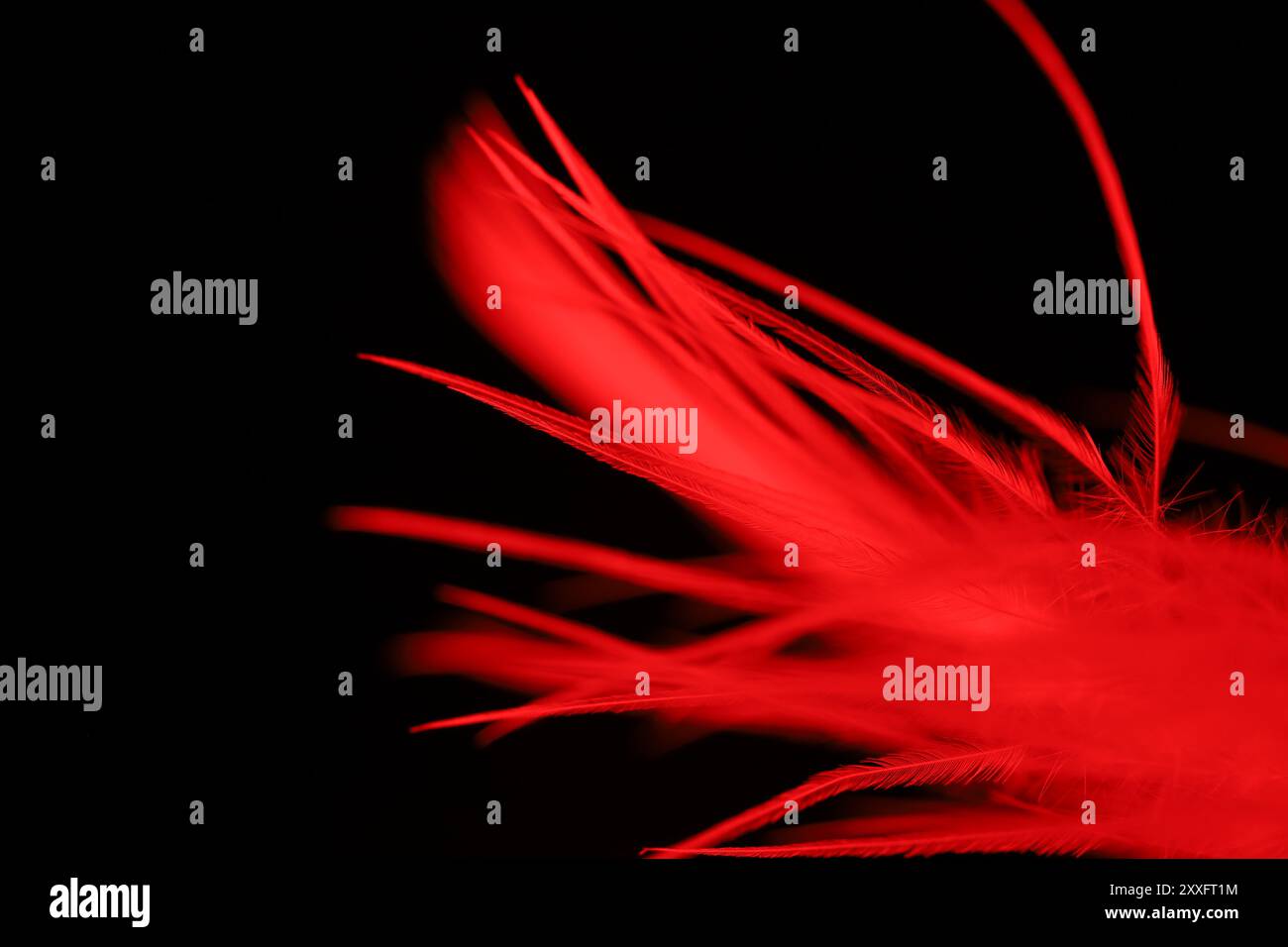 Red texture abstract on black background, bird feather, natural theme ...