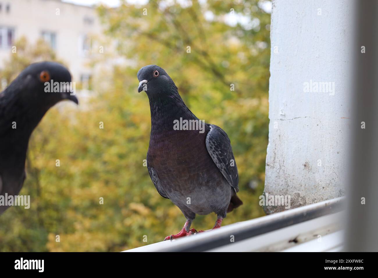 Pigeon closeup portrait, bird on the window, summer day, pigeon ...