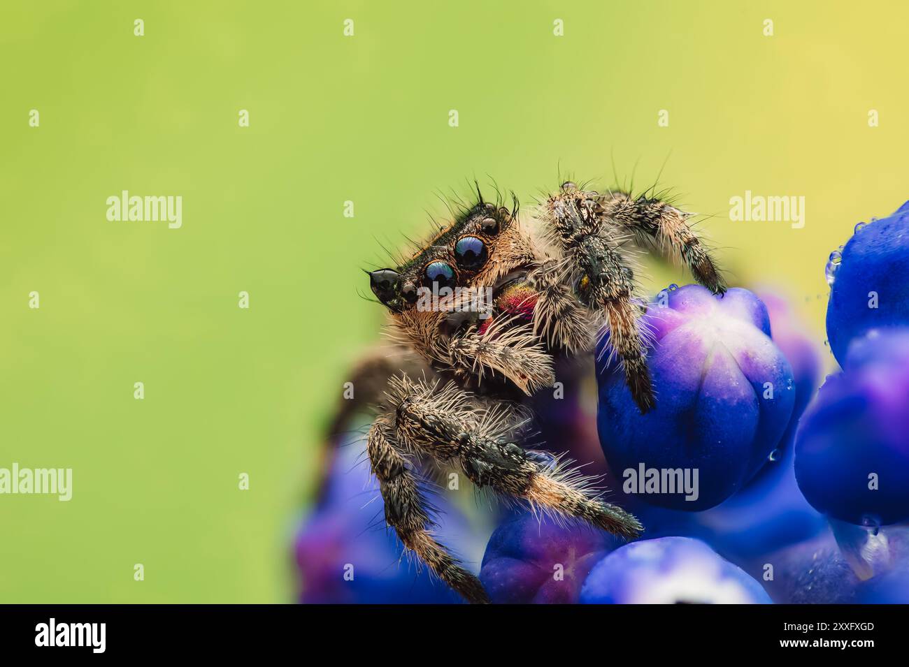 A jumping spider (Salticidae) is seen in a detailed macro shot, covered in water  droplets and sitting on a blue flower. The close-up view highlights t Stock  Photo - Alamy, image size:1300x955