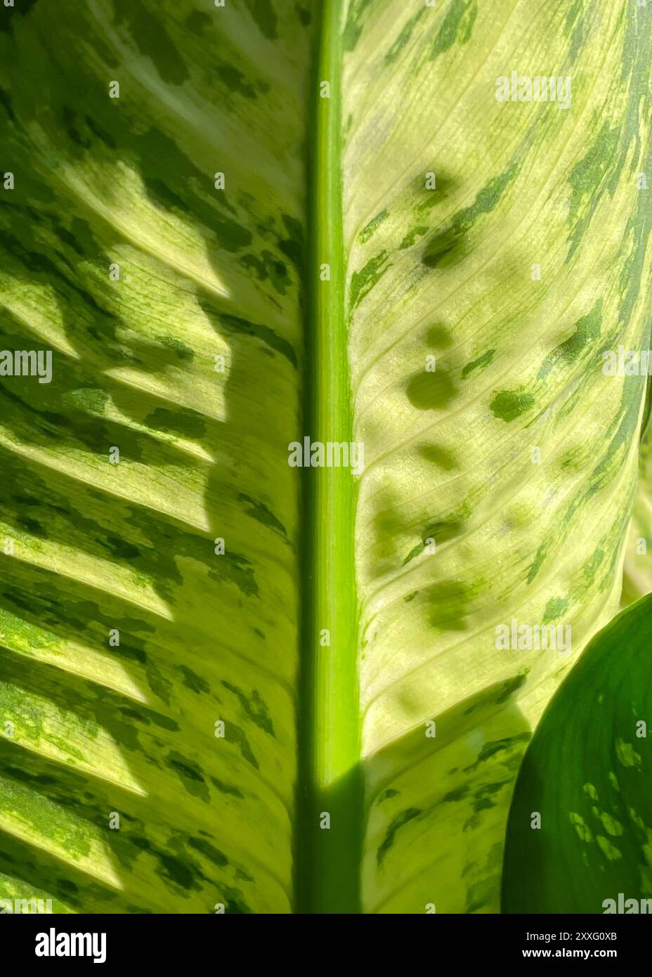 plant pots indoor Radiant Metal Planter Set main image 0