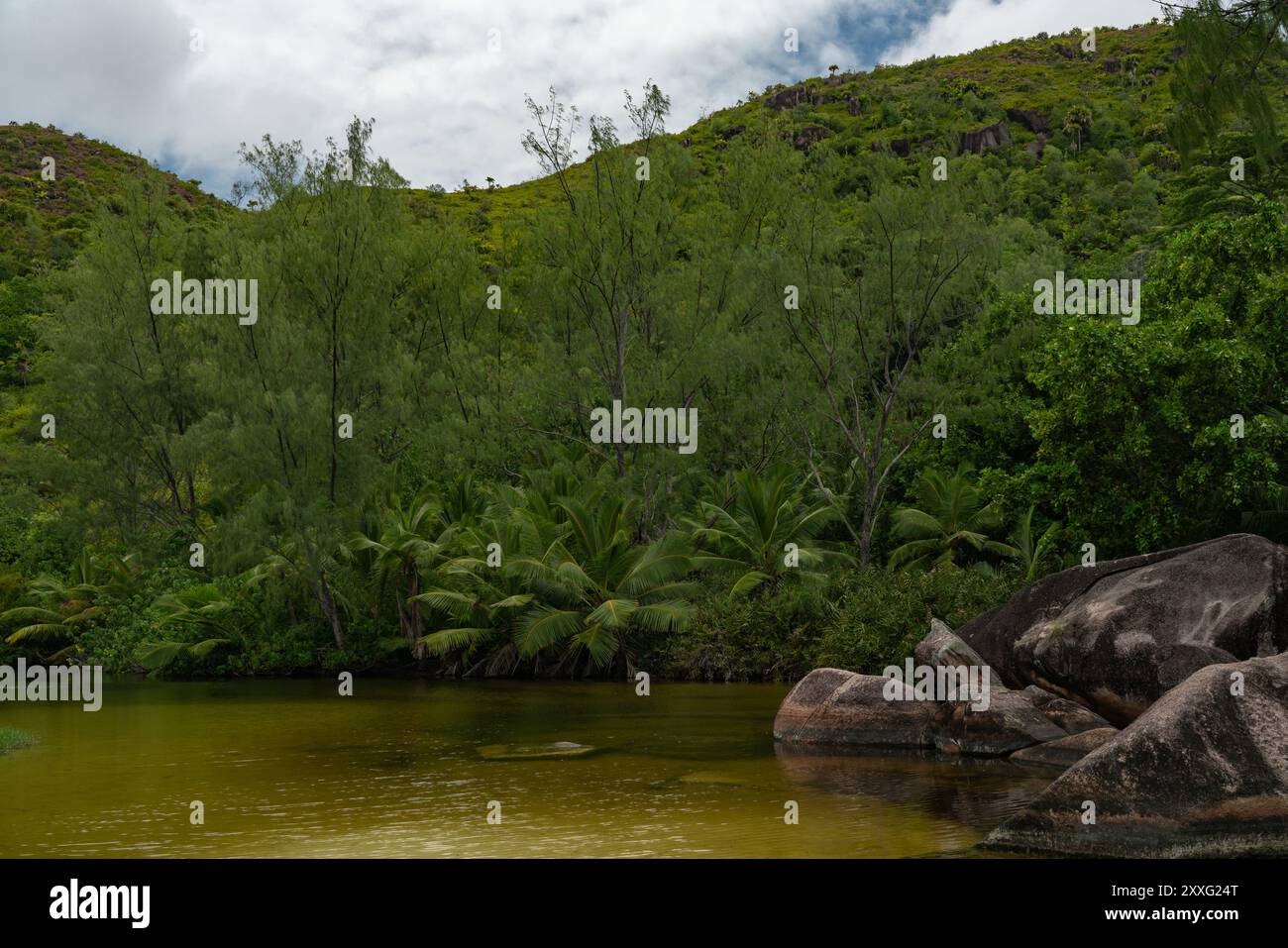 Pond in dense jungle hi-res stock photography and images - Alamy