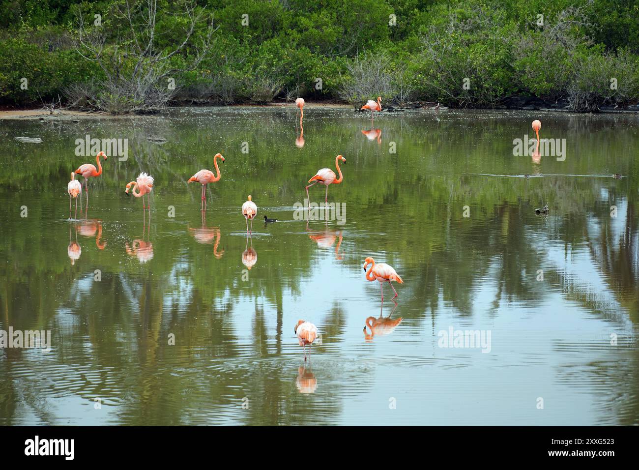 american-flamingo-kubaflamingo-flamant-des-cara-bes-phoenicopterus
