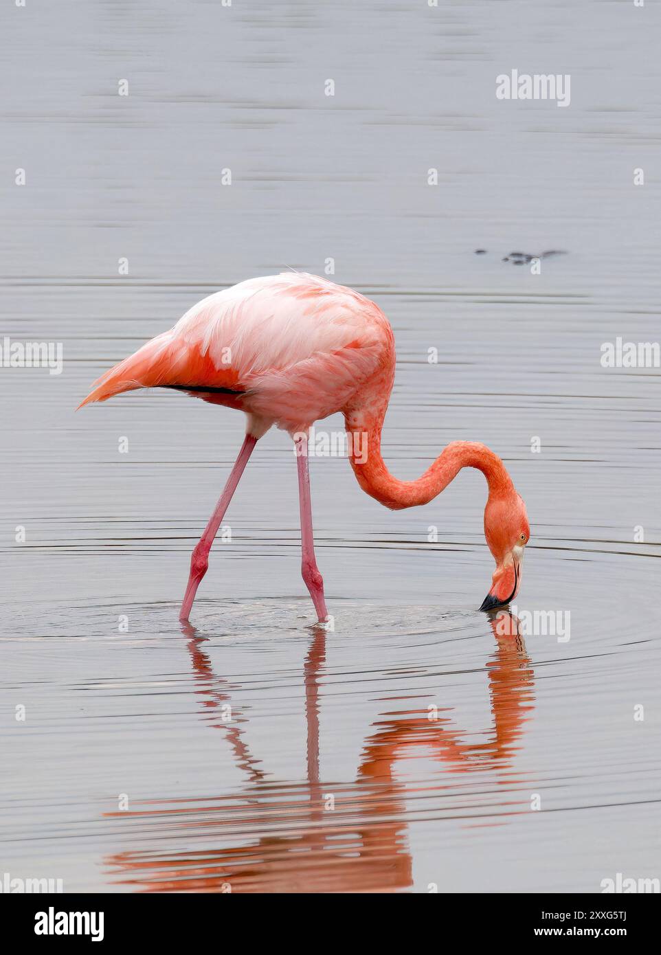 American Flamingo Kubaflamingo Flamant Des Cara bes Phoenicopterus american-flamingo-kubaflamingo-flamant-des-cara-bes-phoenicopterus