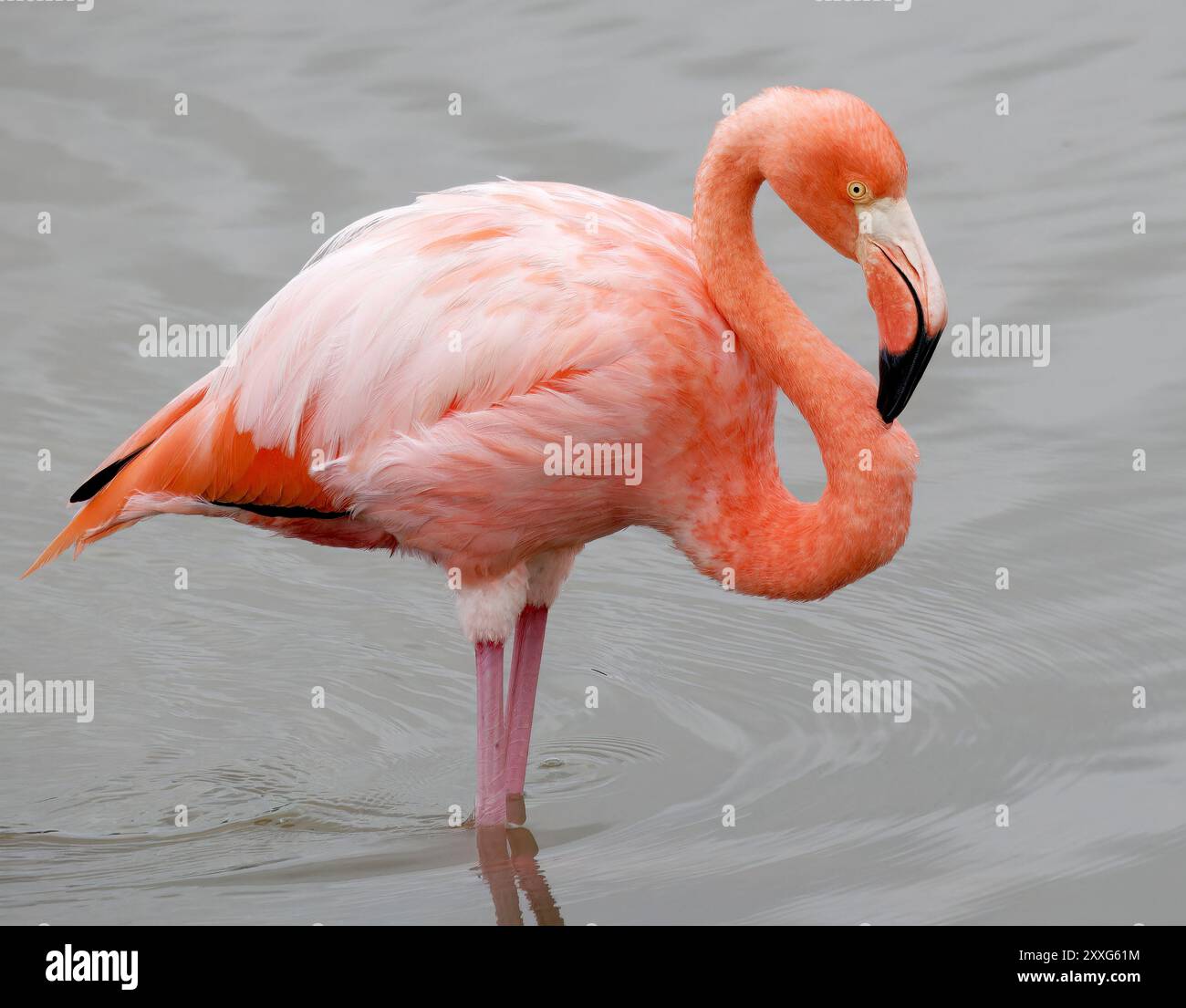 American Flamingo Kubaflamingo Flamant Des Cara bes Phoenicopterus american-flamingo-kubaflamingo-flamant-des-cara-bes-phoenicopterus