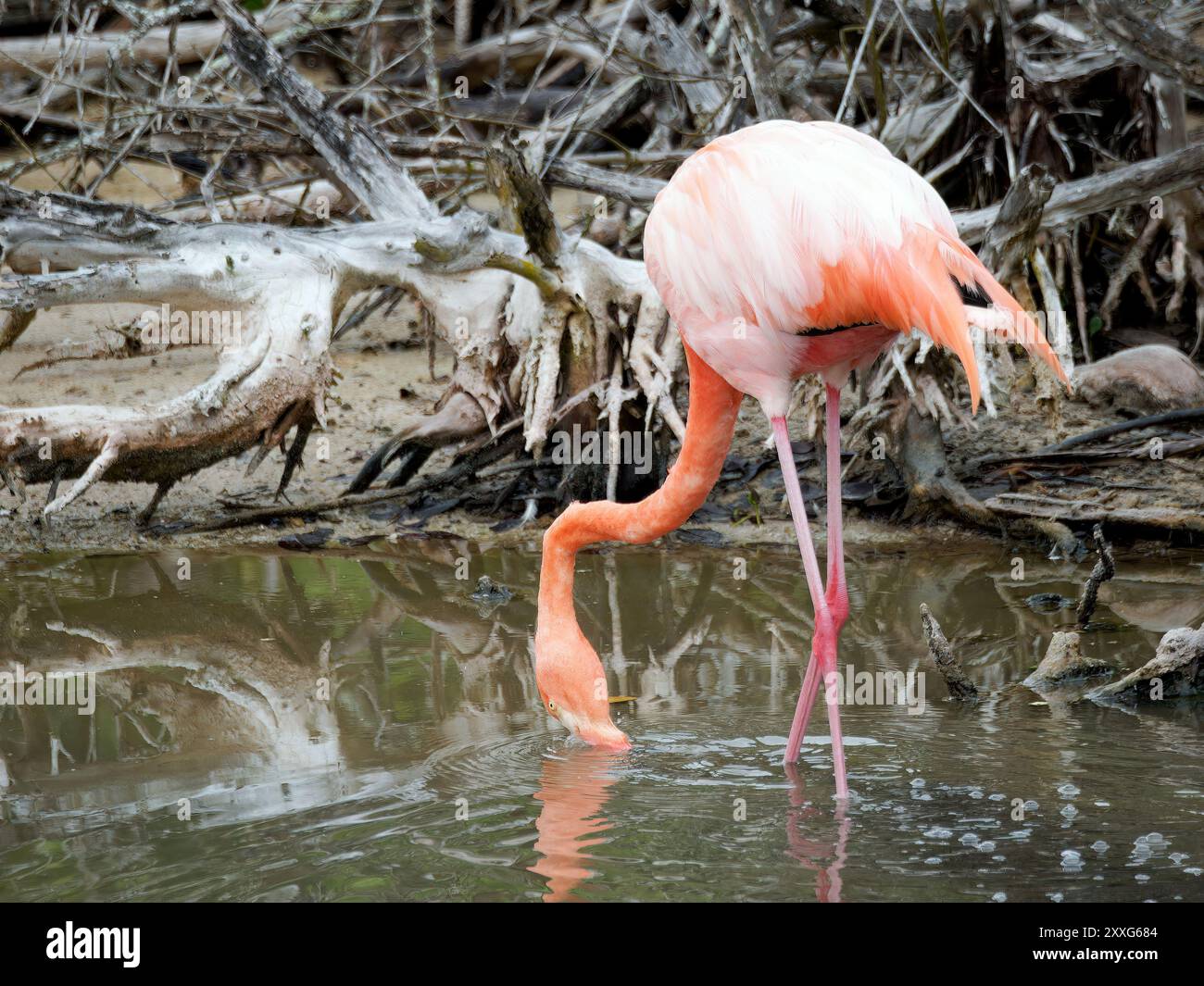 American Flamingo Kubaflamingo Flamant Des Cara bes Phoenicopterus american-flamingo-kubaflamingo-flamant-des-cara-bes-phoenicopterus