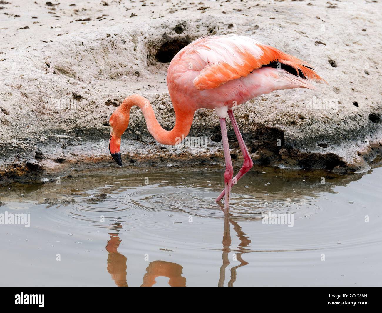 American Flamingo Kubaflamingo Flamant Des Cara bes Phoenicopterus american-flamingo-kubaflamingo-flamant-des-cara-bes-phoenicopterus