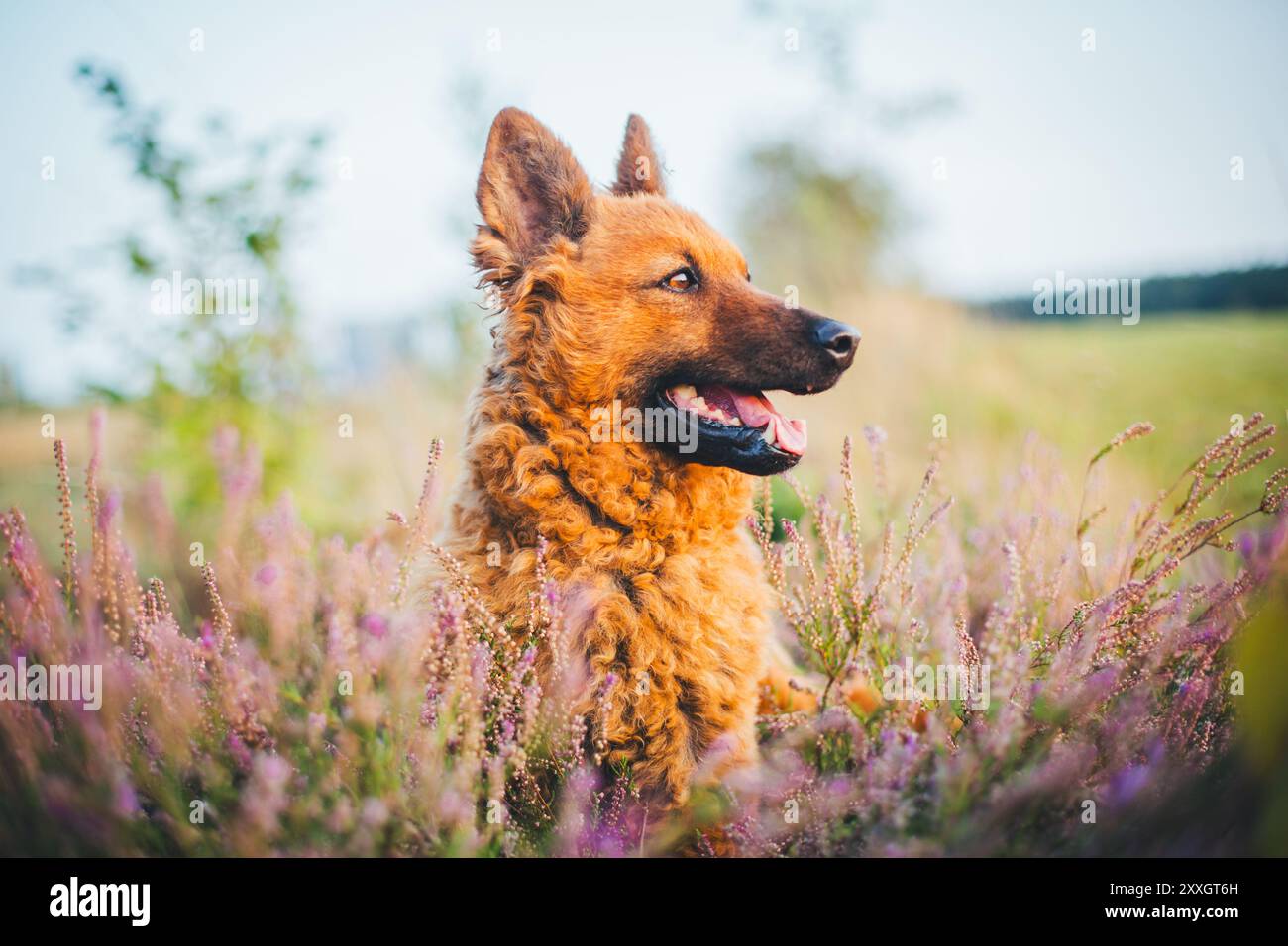 Old German Sheepdog (Westerwälder Kuhhund) Stock Photo