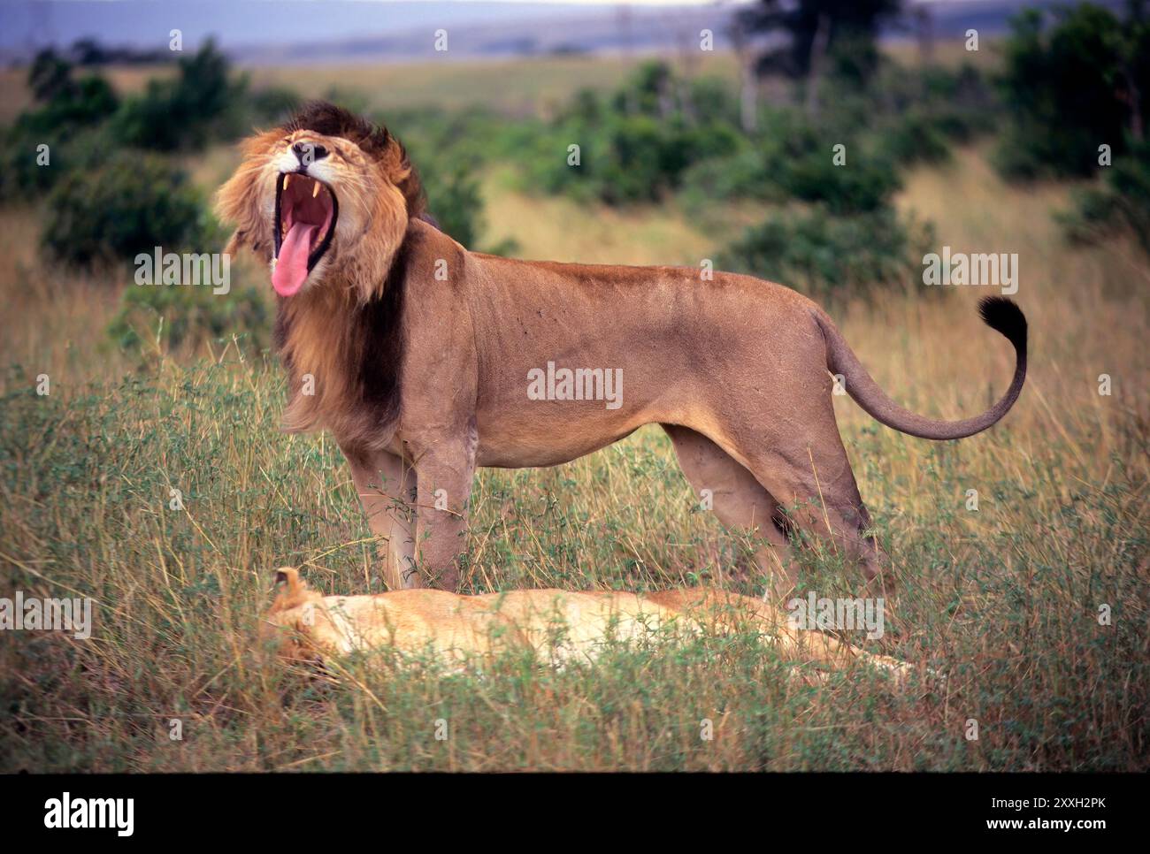 Lion, Masai Mara Game Reserve, Kenya Stock Photo - Alamy