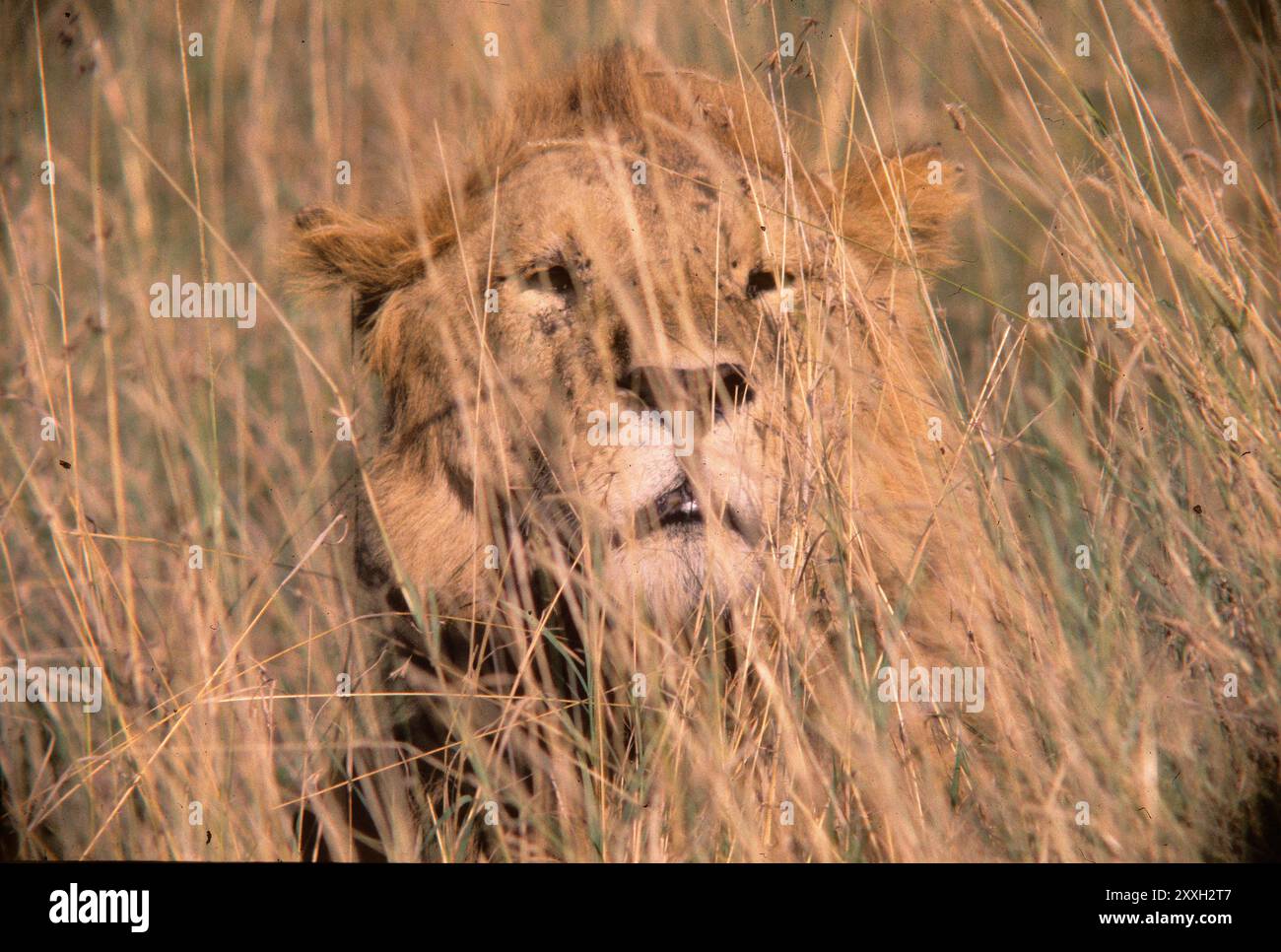 Lion, Masai Mara Game Reserve, Kenya Stock Photo - Alamy