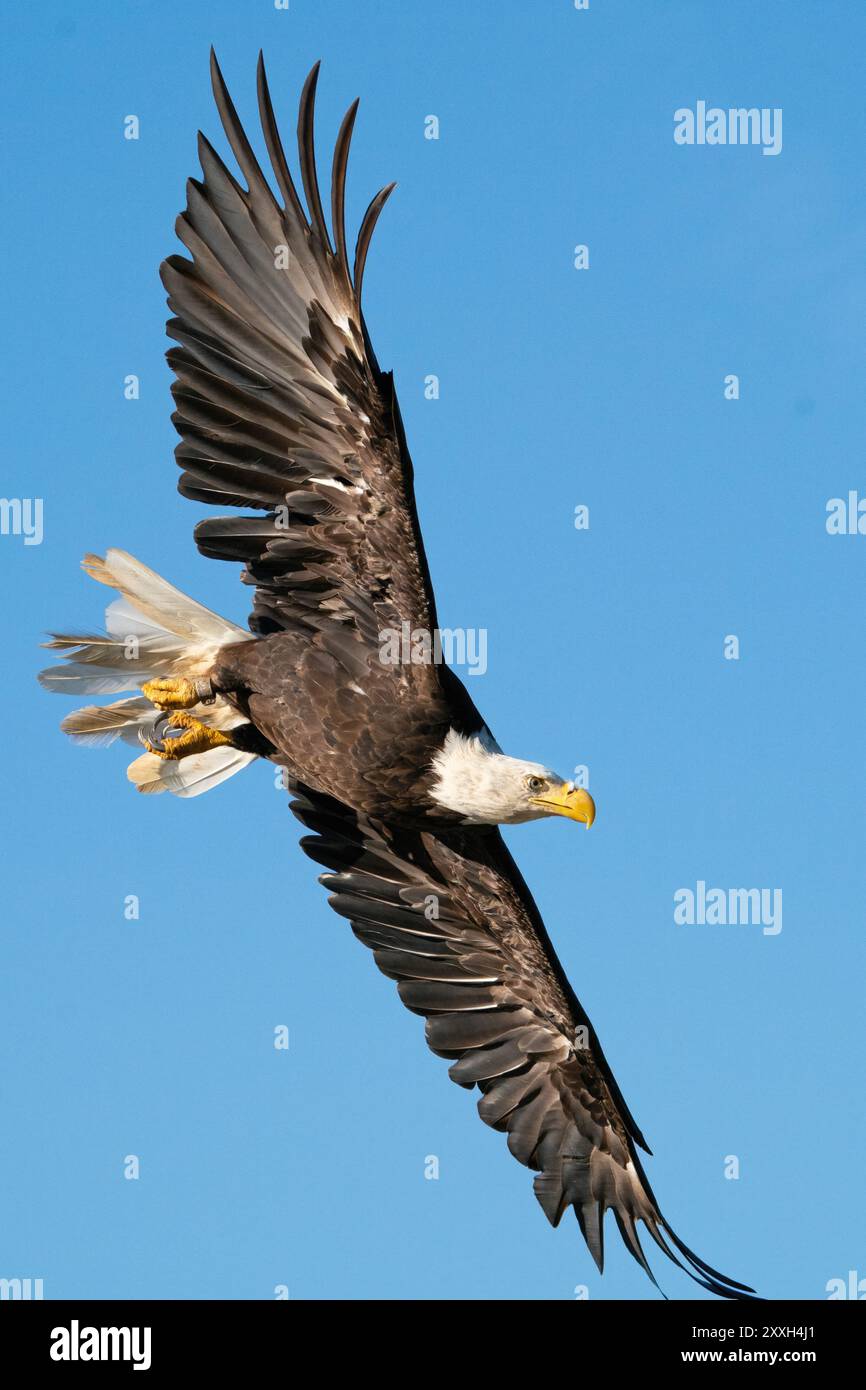 Flying bald eagle fly hi-res stock photography and images - Alamy
