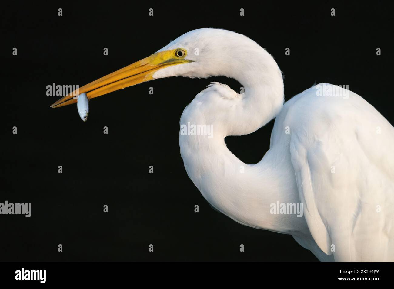 A great egret with a small shad. Stock Photo