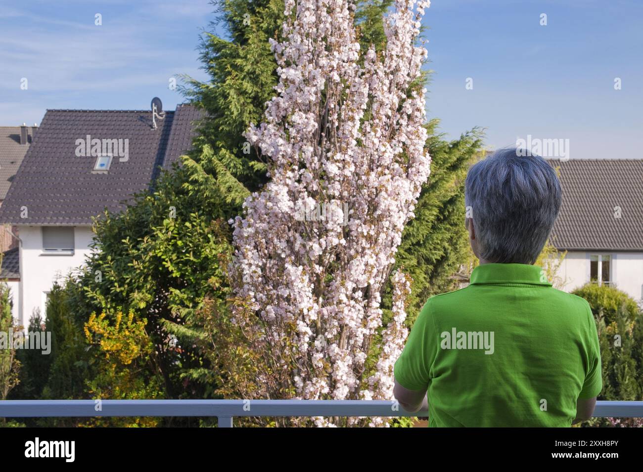 Woman, 50+, standing on the balcony and looking at a blossoming cherry tree Stock Photo