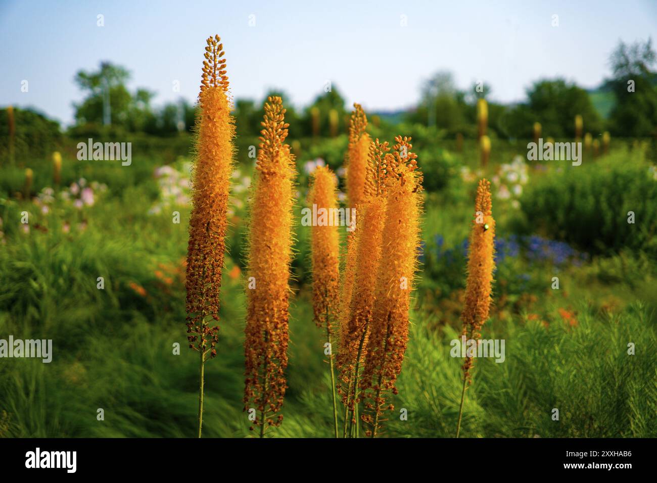 Quilted candle (Eremurus pinoccio) Stock Photo