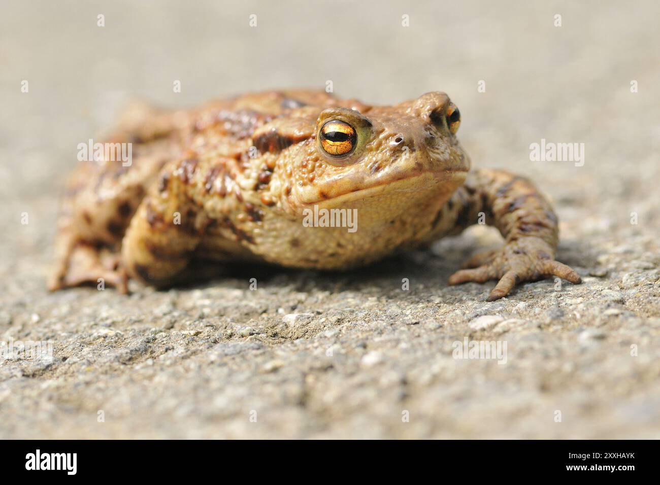 Common Toads migration to the spawning season in spring Stock Photo