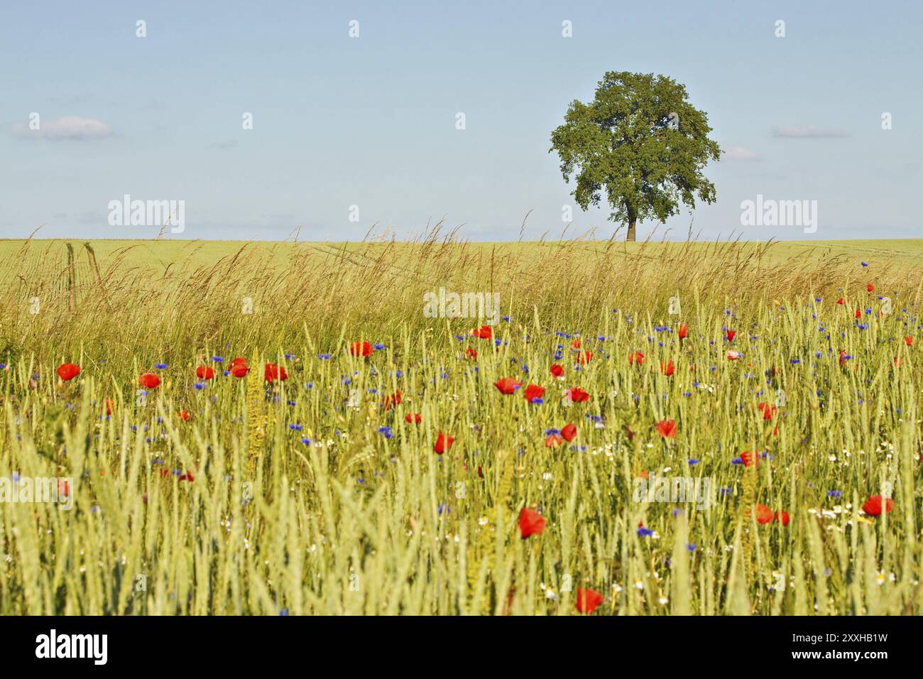 A tree at the edge of a field Stock Photo - Alamy