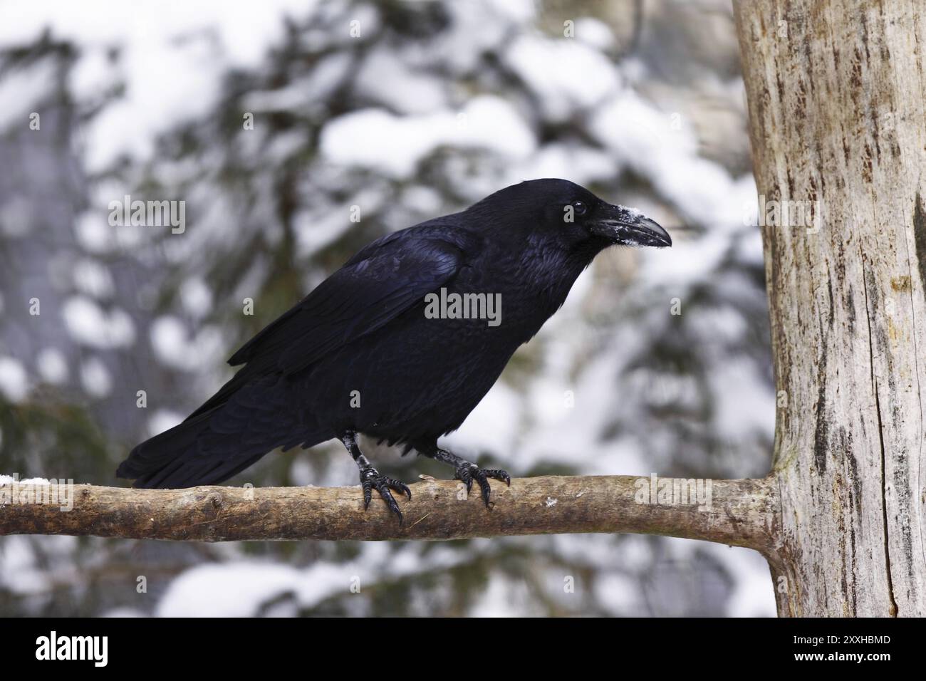 Common Raven, Corvus corax, Common Raven Stock Photo - Alamy