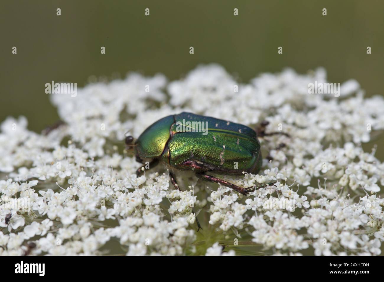 rosenkaefer-cetoniinae-flower-chafer-stock-photo-alamy