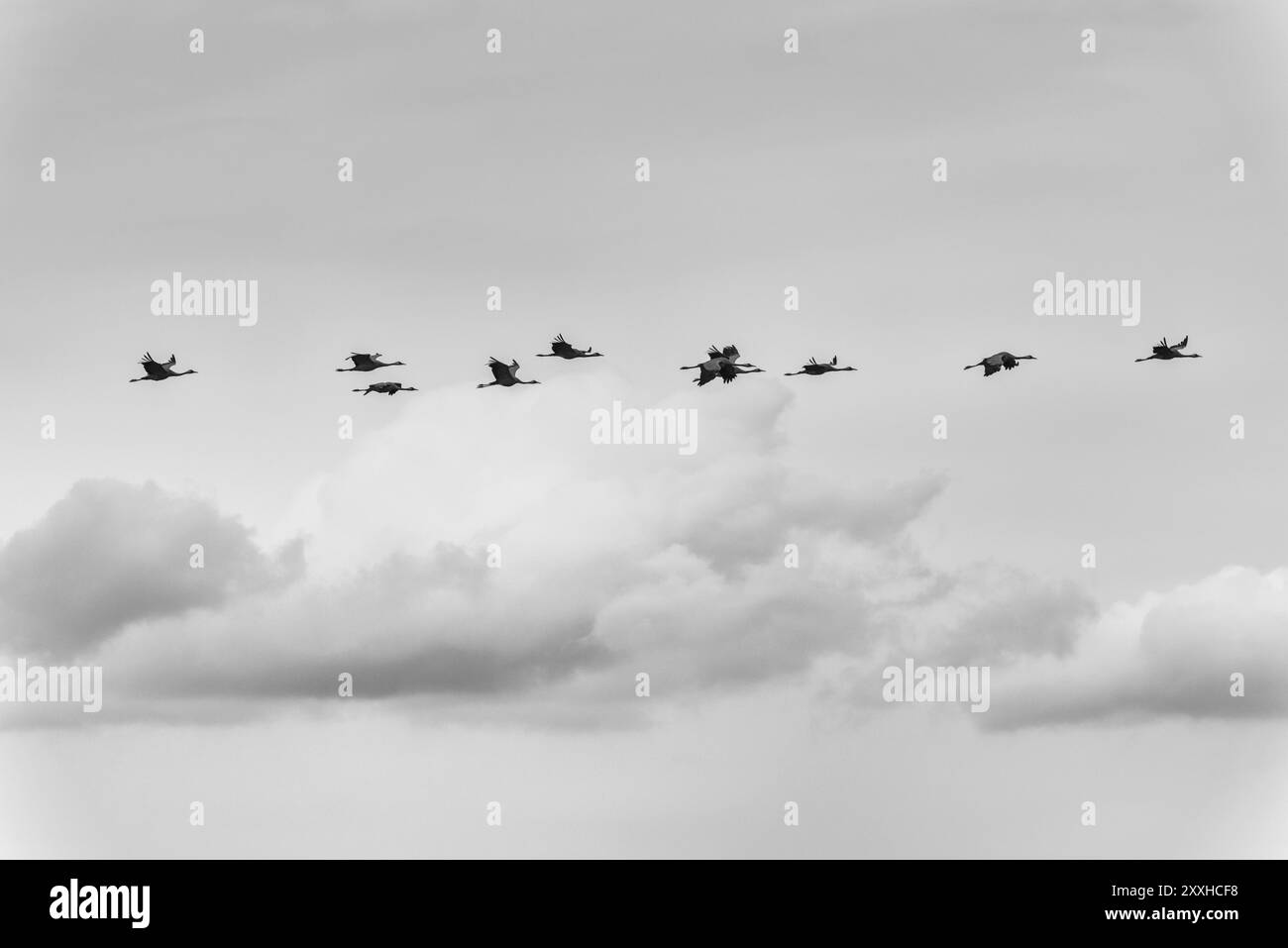 Migrating cranes, Grus grus (Common crane, Eurasian crane), Oeland, Goetaland province, Sweden, September 2013, Europe Stock Photo