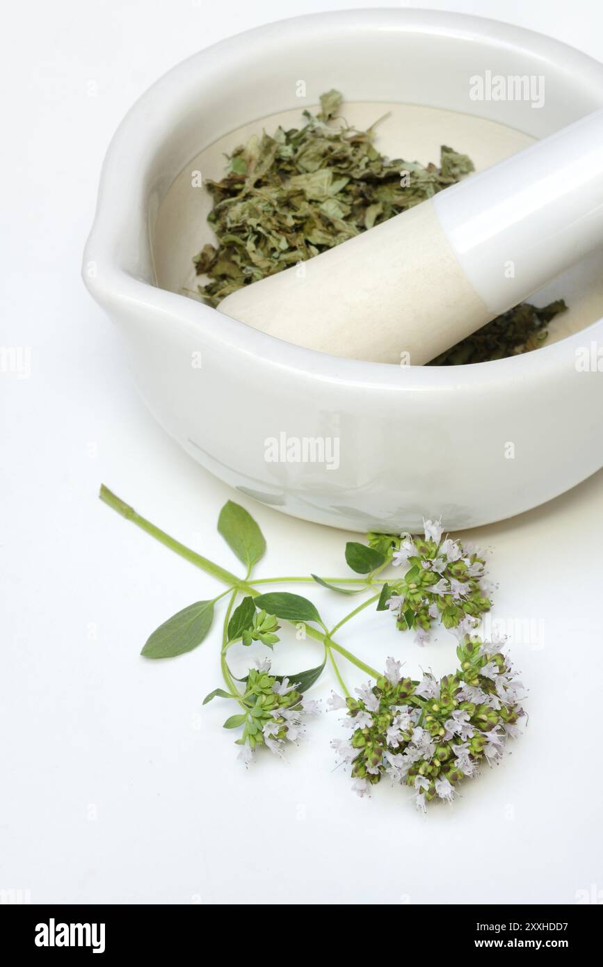 Dried oregano in a grating bowl and a sprig of flowering oregano, Origanum vulgare Stock Photo