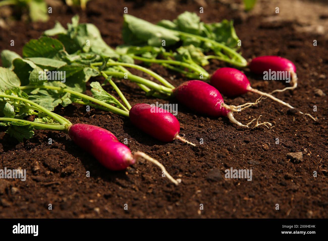 Radishes Ripe Ripe freshly harvested radishes on soil, closeup Stock Photo - Alamy