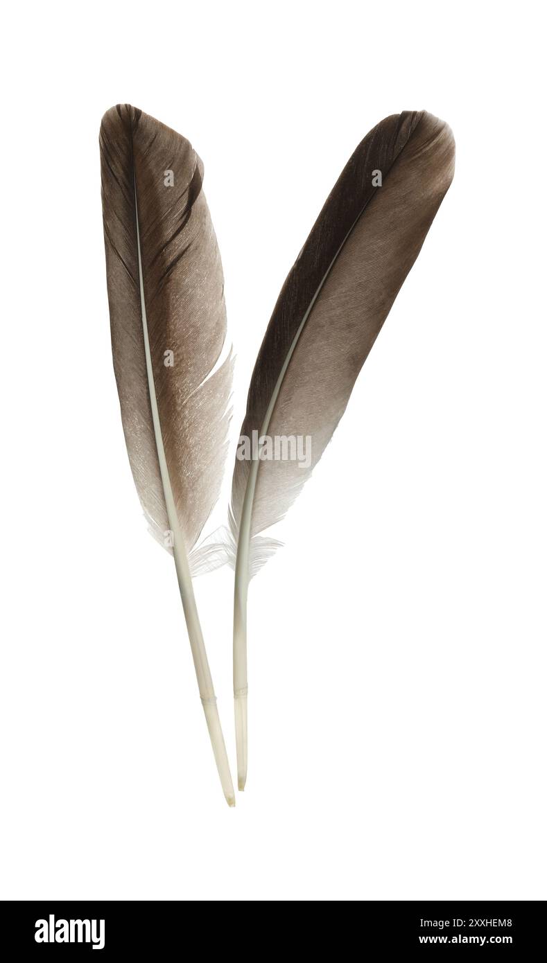 Beautiful brown bird feathers isolated on white Stock Photo - Alamy
