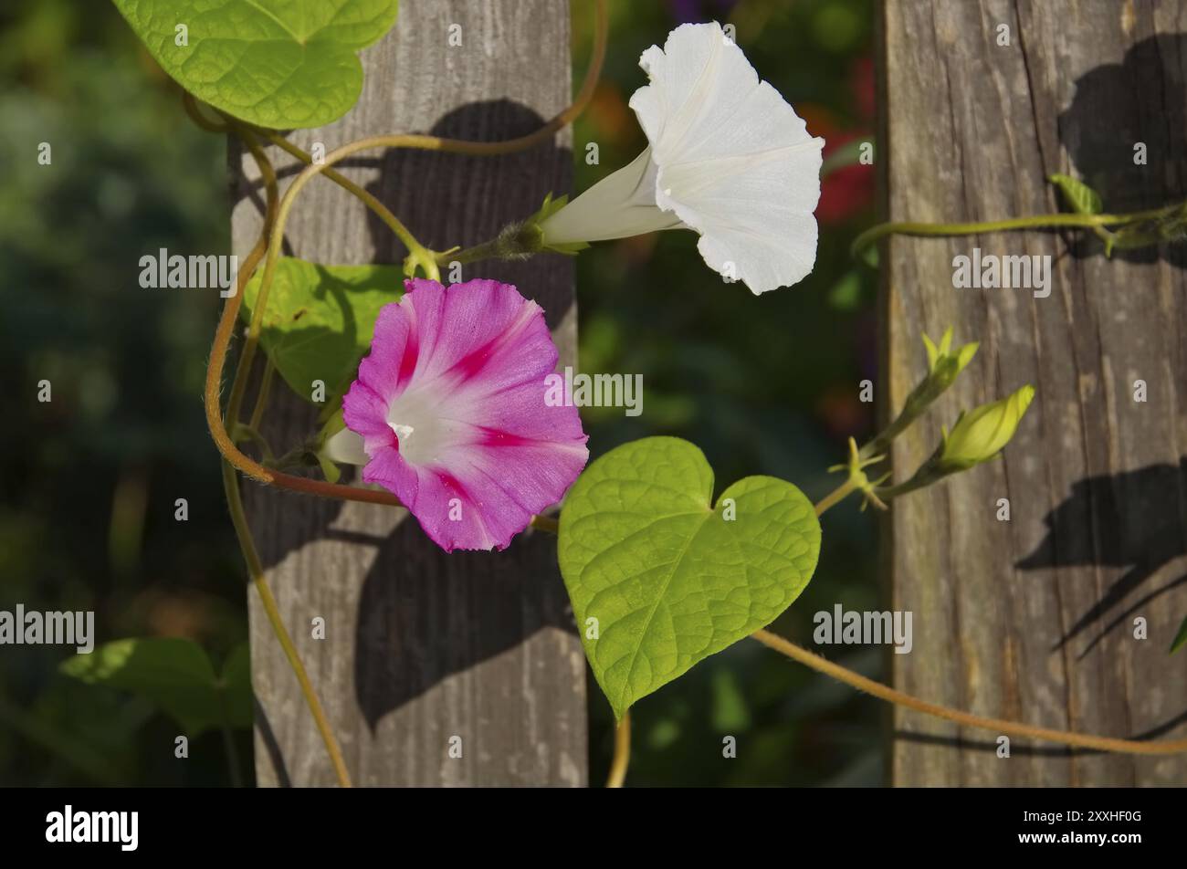 Ipomoea tricolor flower on wooden fence, Ipomoea tricolor flower on wooden fence Stock Photo