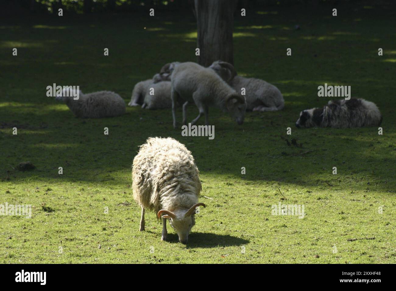 Sheep on a pasture Stock Photo - Alamy
