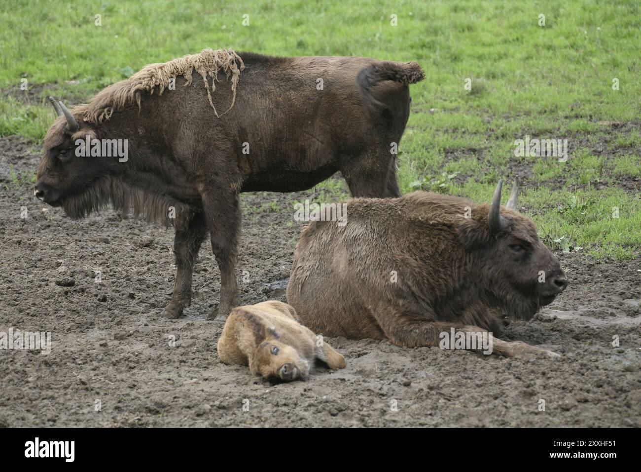 Original cattle family Stock Photo - Alamy