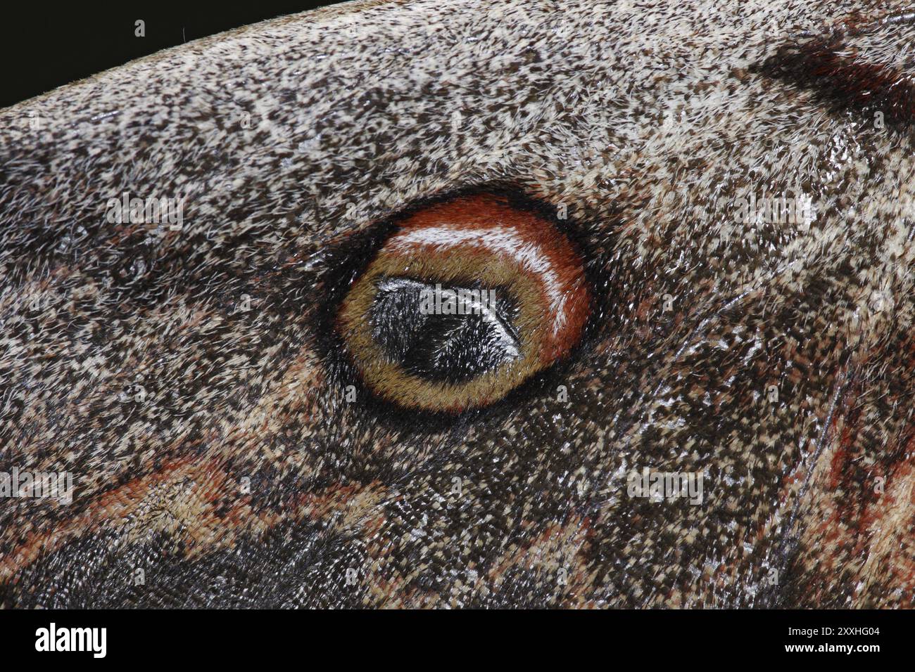 Saturnia pyri, giant peacock moth Stock Photo - Alamy